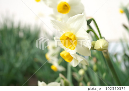 スイセンの白花【緑背景】 102550373