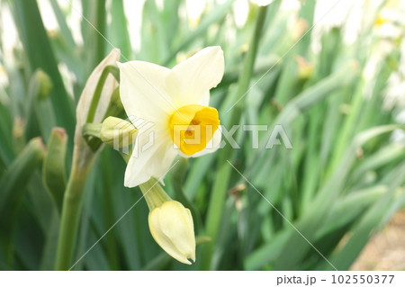スイセンの白花【緑背景】 102550377