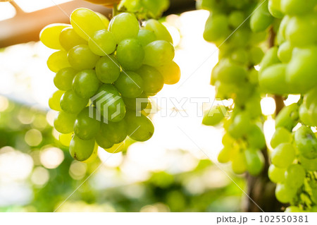 vine grapes at harvest vine grapes at harvest 102550381
