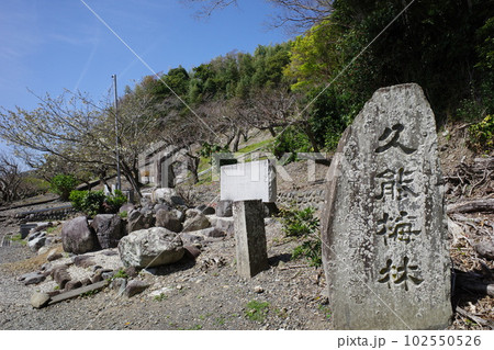 久能山東照宮にある久能梅林 久能山東照宮にある久能梅林 102550526