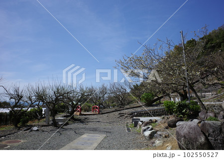 久能山東照宮にある久能梅林 久能山東照宮にある久能梅林 102550527