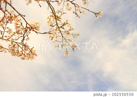 桜の木　青空　雲　夕方 102550550