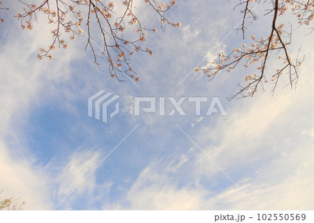 桜の木 青空 雲 夕方 桜の木 青空 雲 夕方 102550569