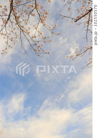桜の木　青空　雲　夕方 102550570