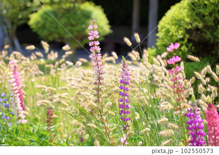 初夏の花　ルピナス 102550573