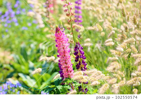 初夏の花 ルピナス 初夏の花 ルピナス 102550574