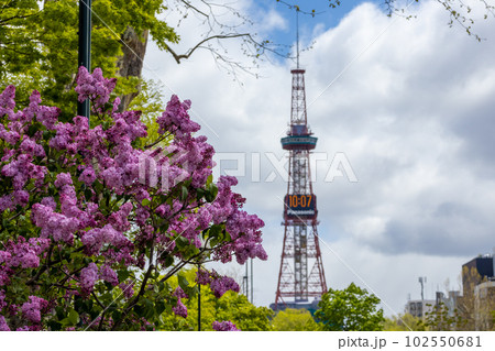 札幌　大通公園　ライラック　リラ　 102550681