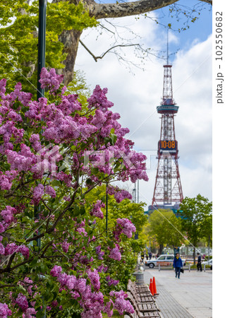札幌　大通公園　ライラック　リラ　 102550682