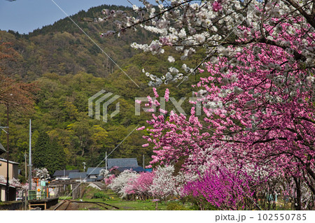満開の花桃の里、勝原駅 102550785