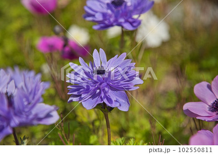 満開の花桃の里、勝原駅 102550811