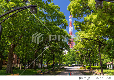 《東京都》新緑と東京タワー・初夏の芝公園 102550996