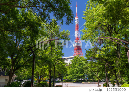 《東京都》新緑と東京タワー・初夏の芝公園 102551000
