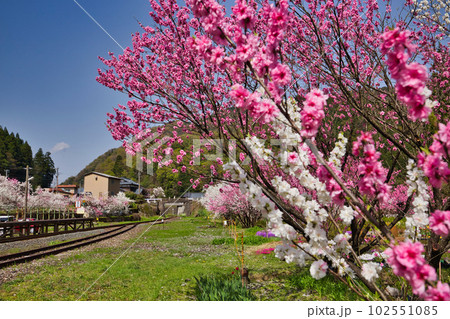 満開の花桃の里、勝原駅 102551085