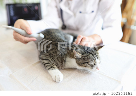 Woman veterinarian making ultrasound diagnosis for striped grey cat in clinic 102551163