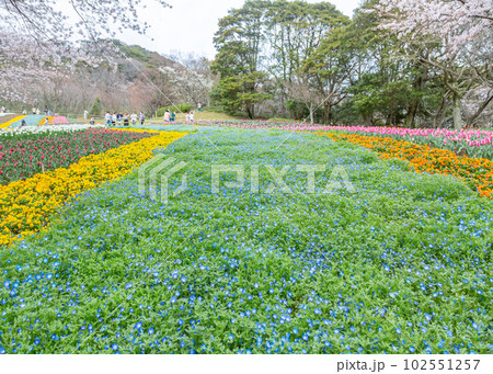 春の火の山公園(ネモフィラ・チューリップ・桜) 春の火の山公園(ネモフィラ・チューリップ・桜) 102551257