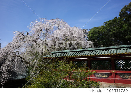 青空に映える、久能山東照宮の枝垂れ桜と玉垣 青空に映える、久能山東照宮の枝垂れ桜と玉垣 102551789