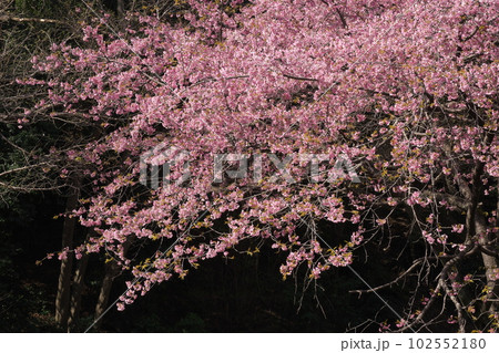 満開の大寒桜 満開の大寒桜 102552180