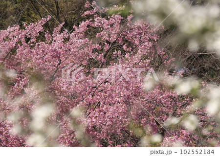 満開の大寒桜 102552184