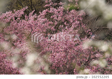 満開の大寒桜 満開の大寒桜 102552205