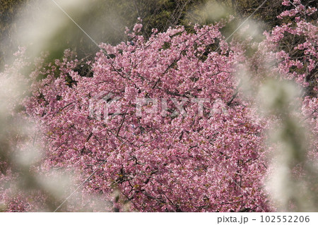 満開の大寒桜 満開の大寒桜 102552206