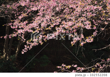 満開の大寒桜【暗い背景】 満開の大寒桜【暗い背景】 102552208