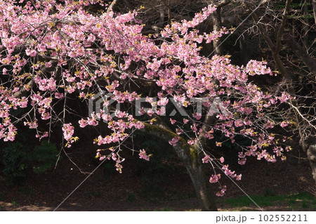 満開の大寒桜【暗い背景】 102552211