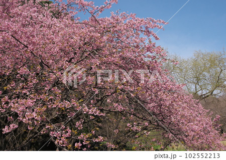 満開の大寒桜【青空背景】 満開の大寒桜【青空背景】 102552213