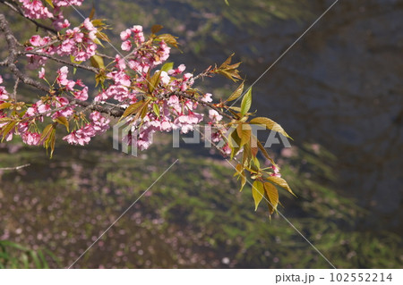 満開の大寒桜 満開の大寒桜 102552214