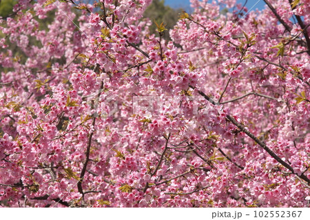 満開の大寒桜 満開の大寒桜 102552367