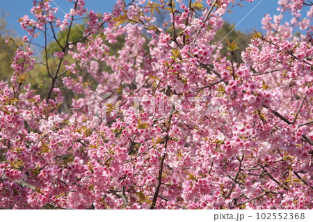 満開の大寒桜 満開の大寒桜 102552368