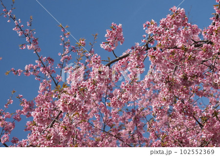 満開の大寒桜【青空背景】 満開の大寒桜【青空背景】 102552369