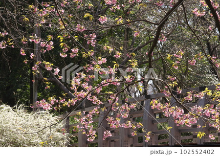満開の大寒桜 満開の大寒桜 102552402