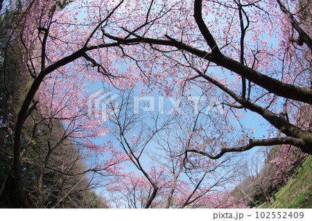 満開の大寒桜【青空背景】 102552409