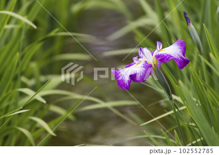 梅雨の始まり　花菖蒲　【花・植物】 102552785