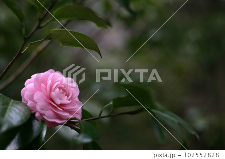 ピンクの椿の花 102552828