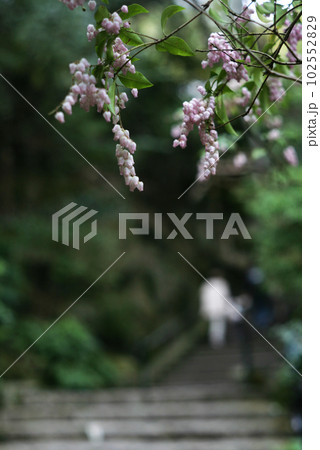 参道のアセビの花 参道のアセビの花 102552829