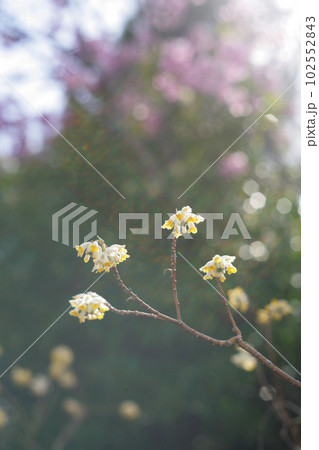 ミツマタの花と桜 102552843