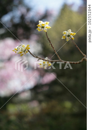 ミツマタの花と桜 102552844