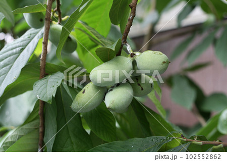 ポポーの実 102552862