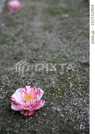 ツバキの落花 102552904