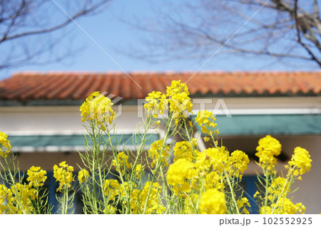 菜の花とスペイン風の白い建物 102552925