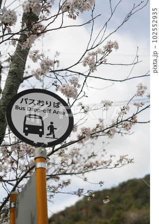 バス停と桜 102552935