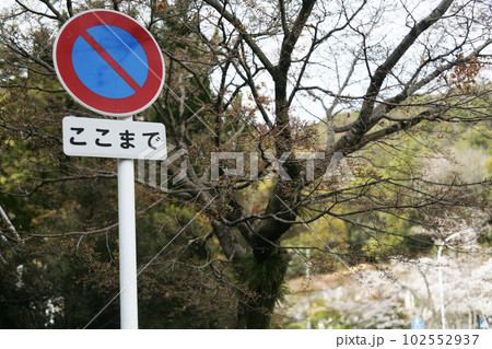 道路標識と桜 102552937