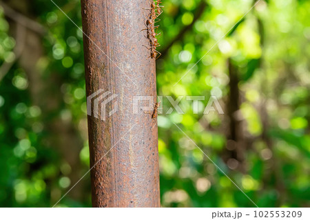 Ants walking on an iron pole 102553209