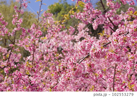 満開の大寒桜 満開の大寒桜 102553279