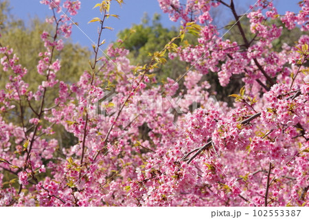 満開の大寒桜 102553387