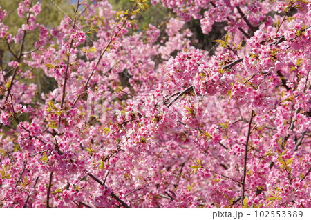 満開の大寒桜 満開の大寒桜 102553389
