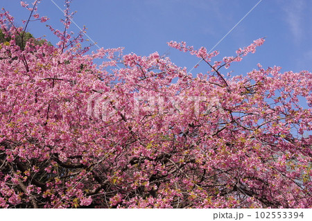 満開の大寒桜【青空背景】 満開の大寒桜【青空背景】 102553394
