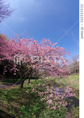 満開の大寒桜【青空背景】 満開の大寒桜【青空背景】 102553532