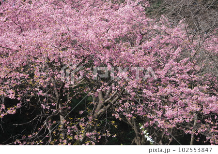 満開の大寒桜 満開の大寒桜 102553847